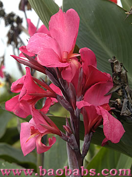 Canna glauca ROSEA